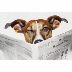 ALLIBERT Abattant WC En MDF Décor BUSINESS DOG - Décor -ALLIBERT Soldes Magasin 8439564 3