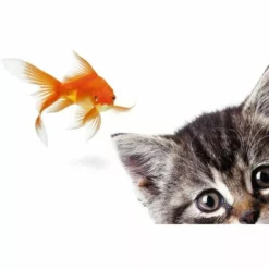 ALLIBERT Abattant WC En MDF Décor POISSON-CHAT - Décor -ALLIBERT Soldes Magasin 8439565 3